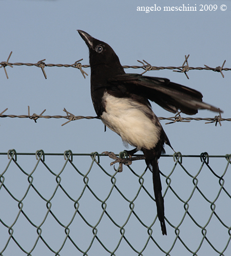 La Gazza arrampicatrice